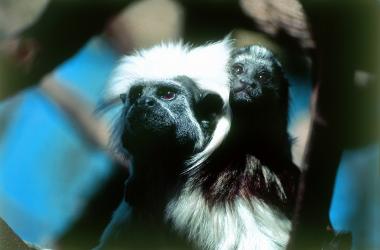 Image of Mogo Wildlife Park