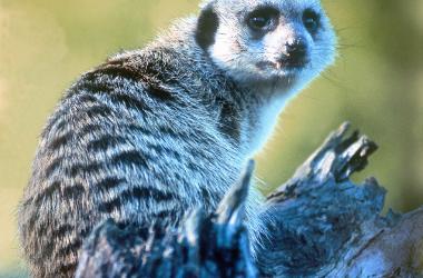 Image of Mogo Wildlife Park